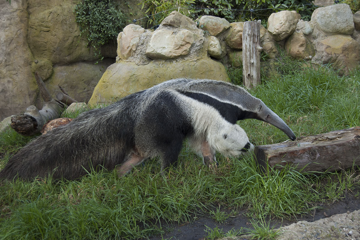 Giant Anteater - Santa Barbara Zoo