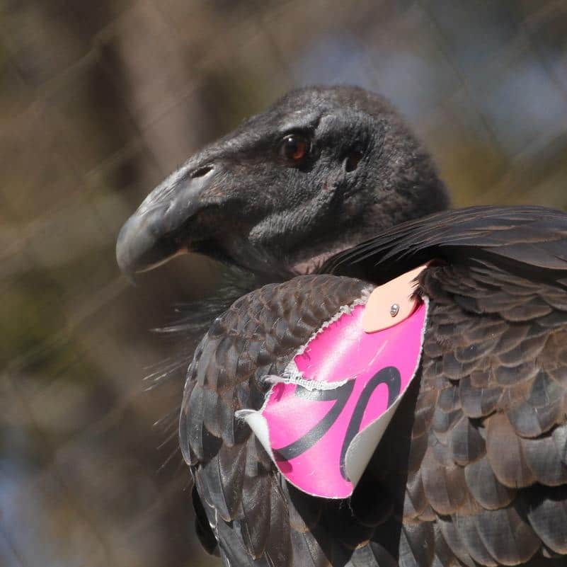 closeup of juvenile California condor looking left