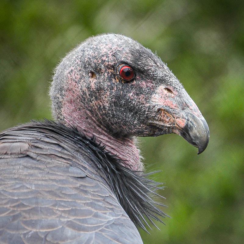 closeup of California condor looking right