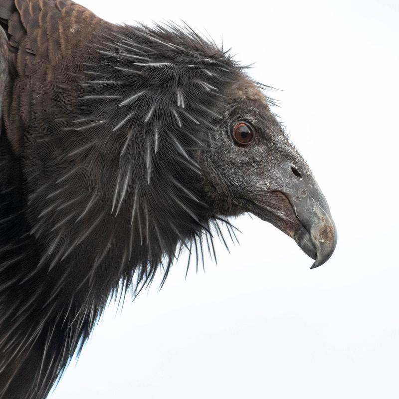 close up of California condor looking to the right