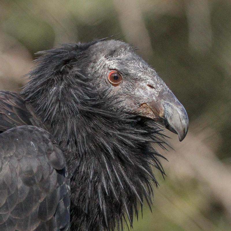 close up of California condor