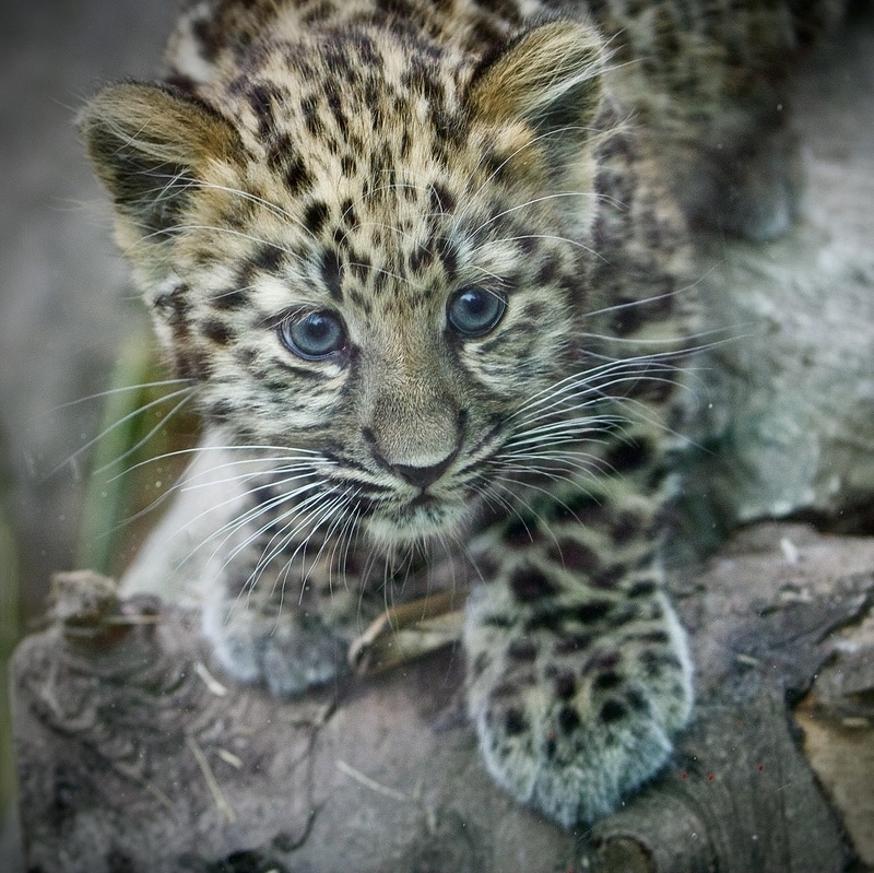 young Amur leopard cub stares off to the right
