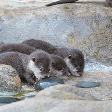 three otter pups sip from a small stream