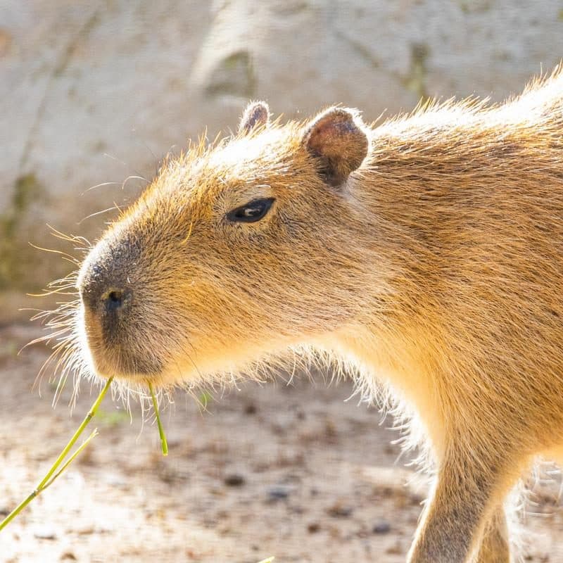 Capybara - Santa Barbara Zoo