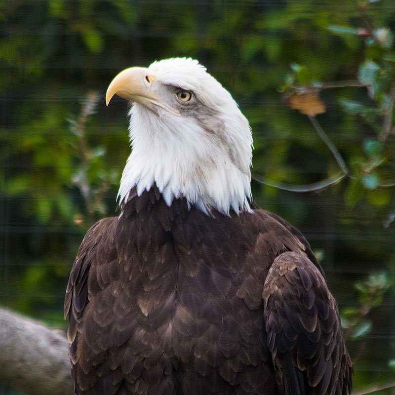 Bald Eagle Santa Barbara Zoo