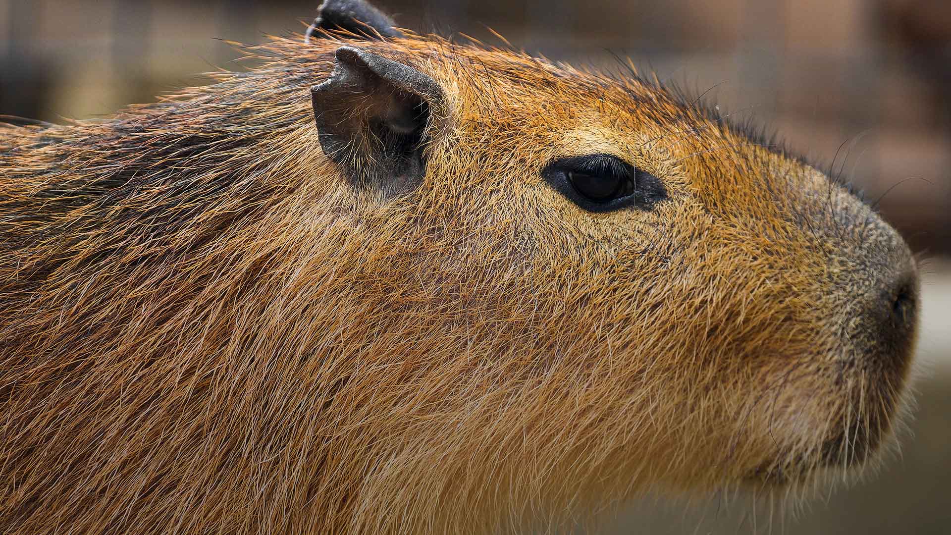 Santa Barbara Zoo: Meet the Capybaras, the world's largest r