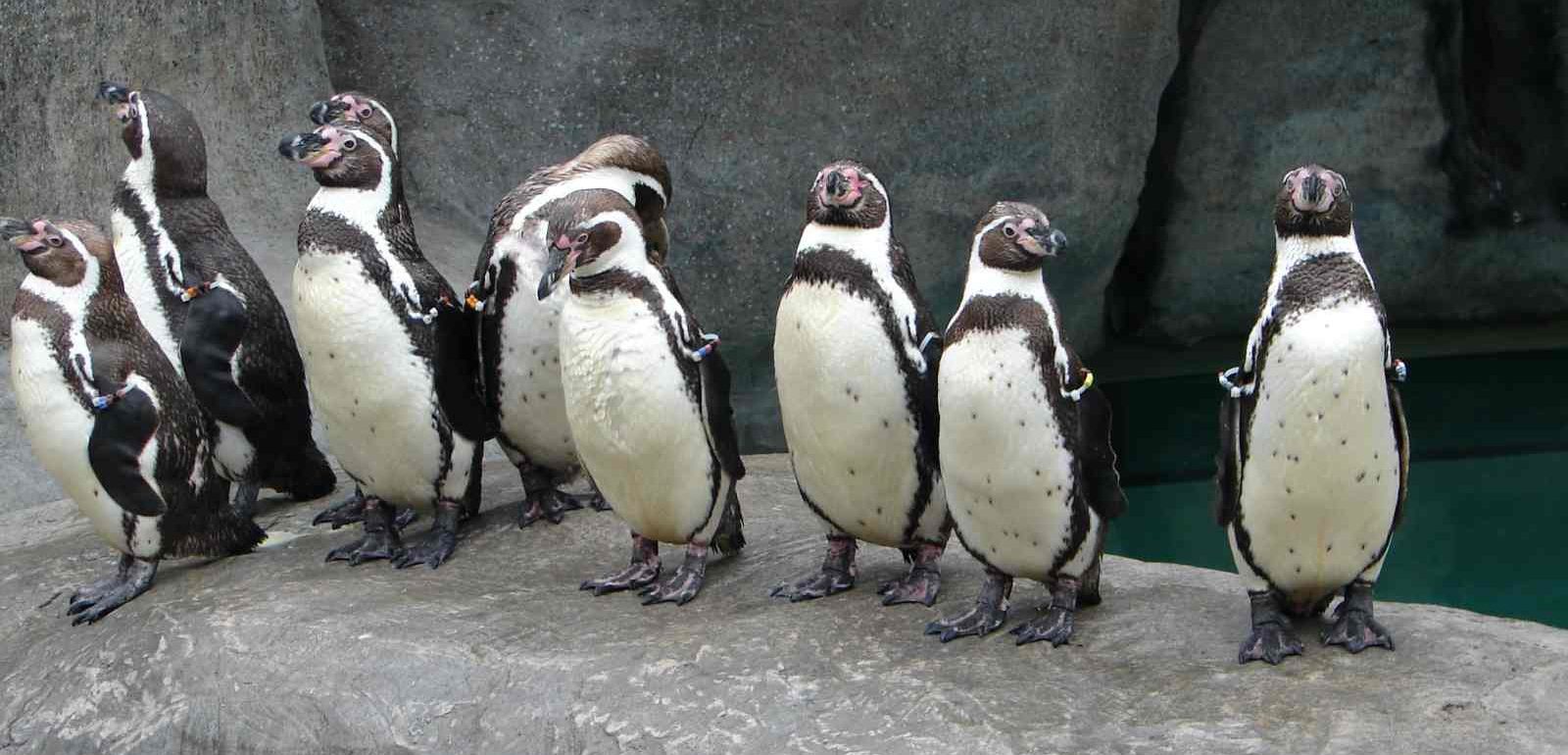 row of penguins standing on bridge