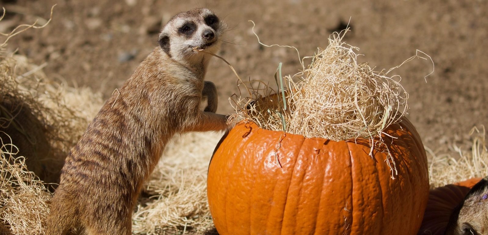 meerkat standing next to pumpkin filled with straw