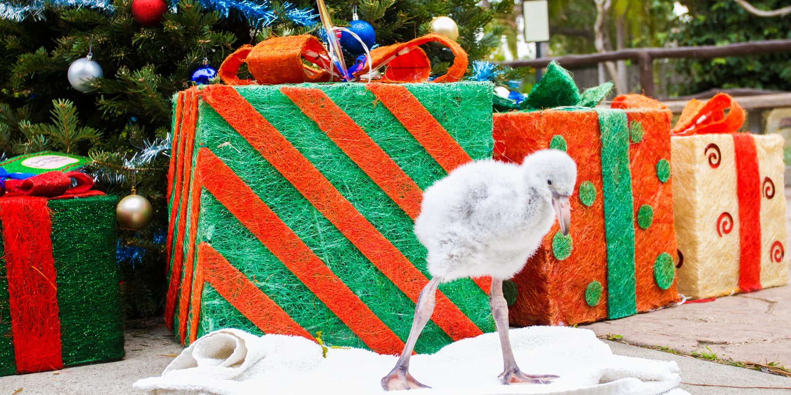 flamingo chick stands in front of Christmas presents