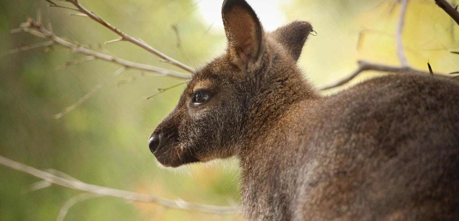 profile of wallaby in low light