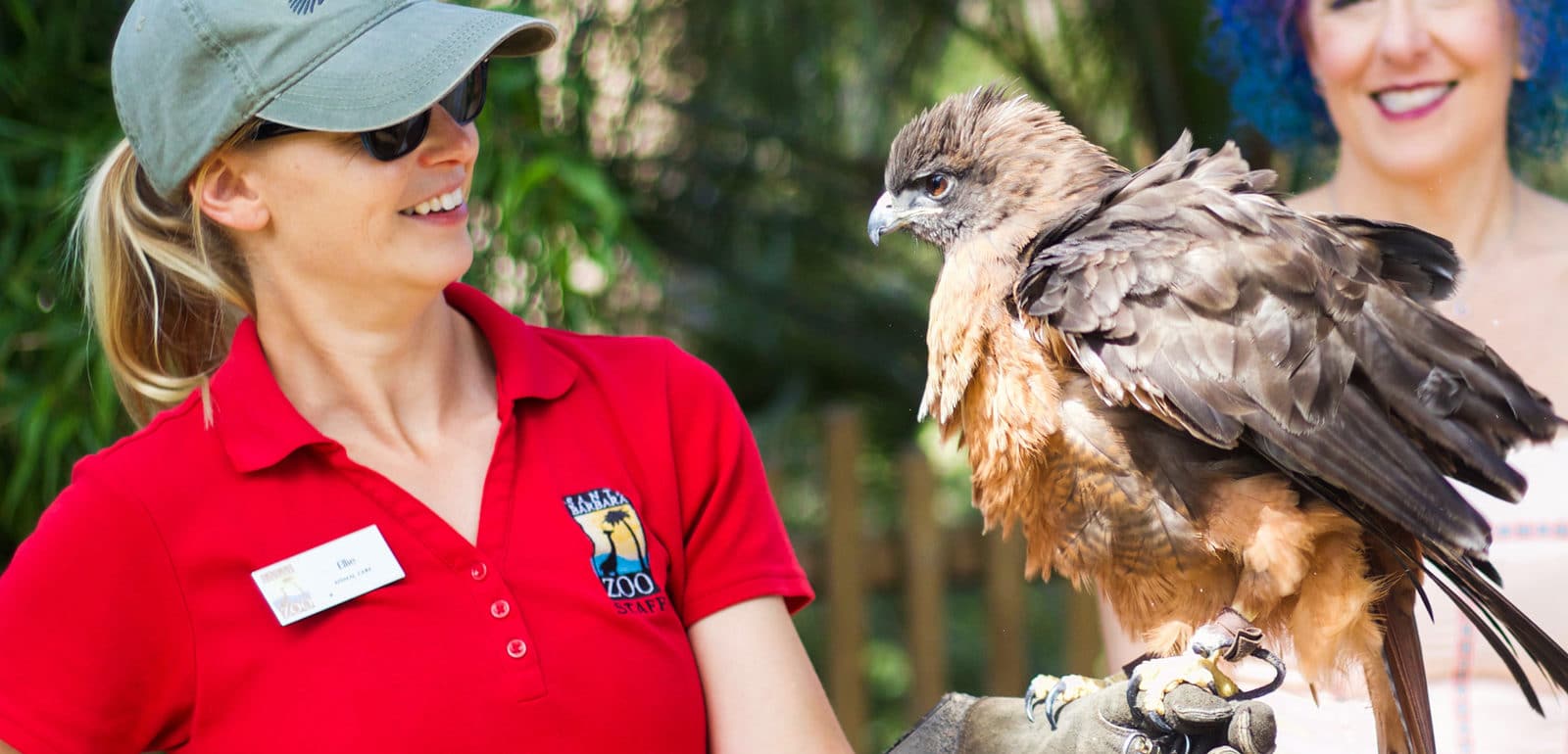 zookeeper looking at red-tailed hawk that is perched on her gloved hand