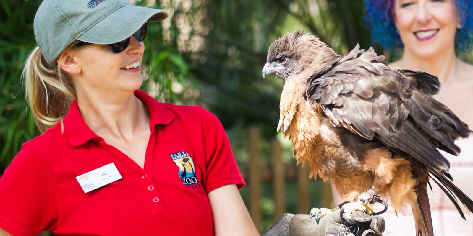 zookeeper looking at red-tailed hawk that is perched on her gloved hand
