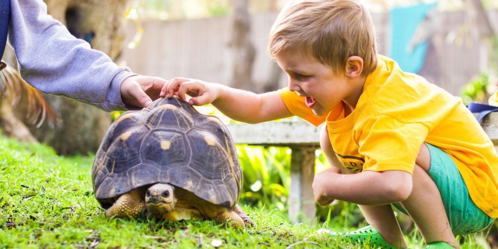 blond boy pets tortoise