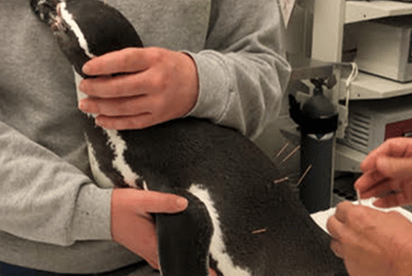 penguin receiving acumpuncture