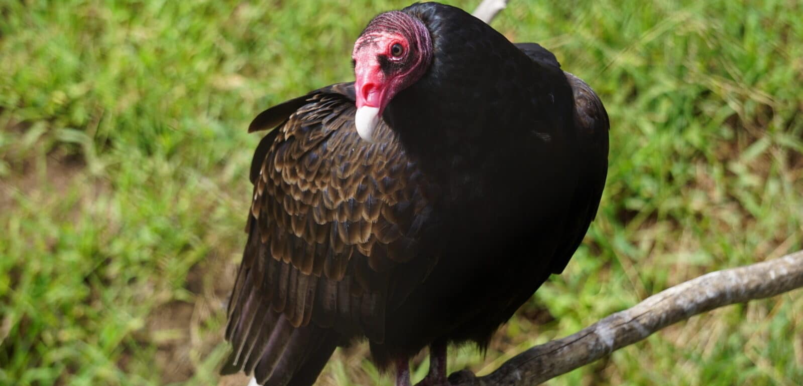 turkey vulture sitting on branch with head turned to the left